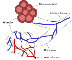 Alveolos pulmorares.svg