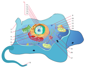 Archivo:Animal cell structure numbered version