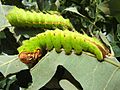 Antheraea pernyi 5th instar 1 sjh