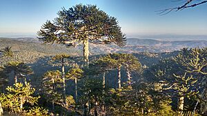 Archivo:Araucarias en el Parque Nacional Nahuelbuta