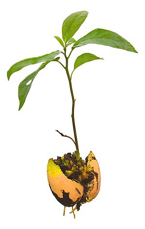 Archivo:Avocado Seedling