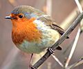 Bird - 24.12.2007