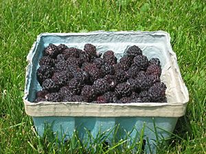 Archivo:Black raspberries in a basket, side view