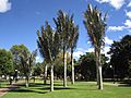 Bogotá palmas de cera en el Parque de la 93