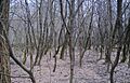 Bosque robinia prunus feb2010
