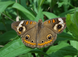 Buckeye Butterfly (Junonia coenia).png
