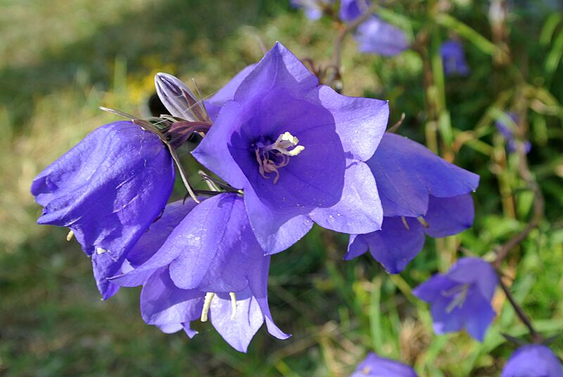 Campanula persicifolia Tehumardi Saaremaa
