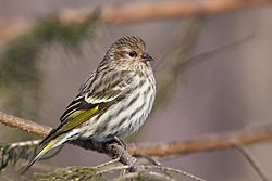 Carduelis pinus CT7.jpg