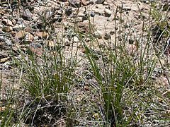 Archivo:Carex filifolia (4001364042)