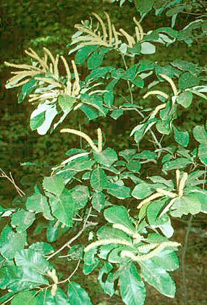 Archivo:Castanea pumila