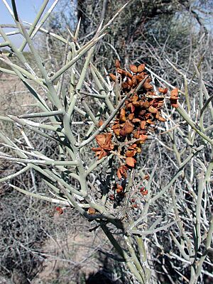 Archivo:Castela emoryi fruit