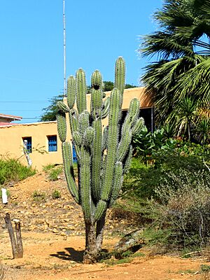 Archivo:Cereus repandus en Paraguana