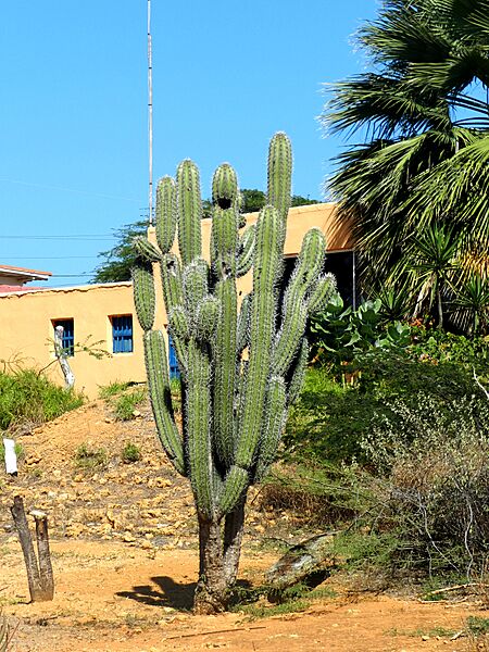 Cereus repandus en Paraguana