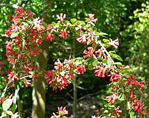 Archivo:Cestrum fasciculatum 1