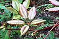 Cissus hypoglauca young leaves