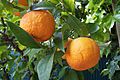 Citrus aurantium.jpg