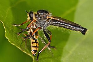 Archivo:Common brown robberfly with prey