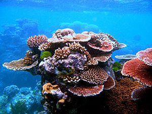 Archivo:Coral Outcrop Flynn Reef
