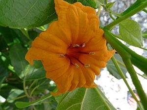 Archivo:Cordia subcordata flower (5731130983)