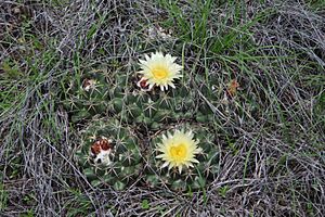 Archivo:Coryphantha elephantidens elephantidens 1