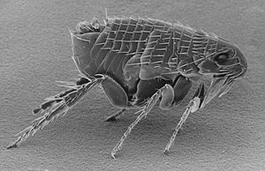 Archivo:Ctenocephalides-adult-flea