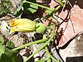 Cucurbita ficifolia female flower 21 de juny de 2009 003