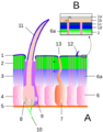 Cuticula