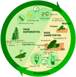 Archivo:Diplohaploide Castellano PlainSVG 01