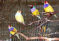 Erythrura gouldiae -four in cage-8a