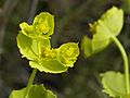 Euphorbia serrata (flowers)
