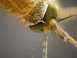 Archivo:Female mosquito