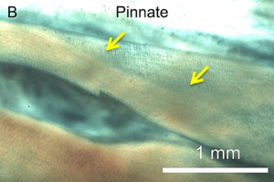 Fibra Colageno Pino.png
