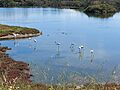 Flamencos Guadalhorce
