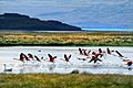 Flamingos, Lago Argentino, Patagonia, Argentina