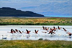 Archivo:Flamingos, Lago Argentino, Patagonia, Argentina