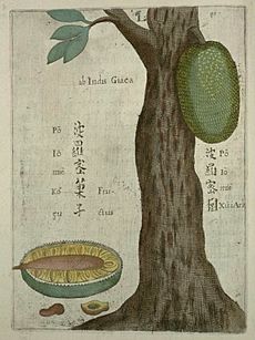 Archivo:Flora Sinensis - Jackfruit