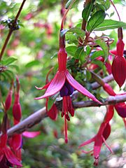 Archivo:Fuchsia magellanica - flower - 01