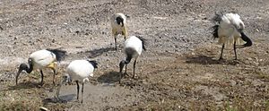 Archivo:Fuerteventura Pajara ibis Threskiornis aethiopicus