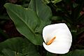 Funchal - Zantedeschia aethiopica IMG 1904