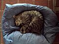 Gato durmiendo