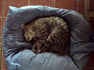 Archivo:Gato durmiendo