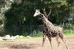 Gemina (giraffe) at Santa Barbara Zoo.jpg