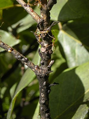 Archivo:Green tree ants weaver ants on ficus racemosa