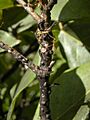 Green tree ants weaver ants on ficus racemosa