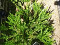 Grevillea iaspicula (Proteaceae)