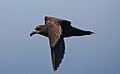 Grey-faced petrel