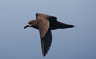 Grey-faced petrel.JPG