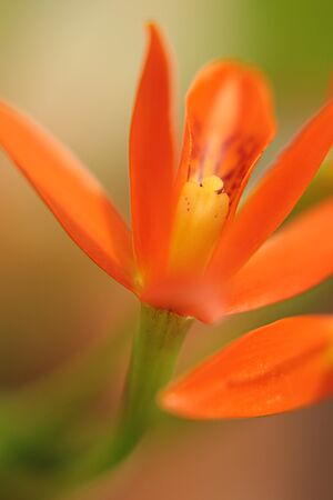 Archivo:Guarianthe aurantiaca