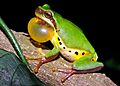 Hallowell's tree frog (Hyla hallowellii)