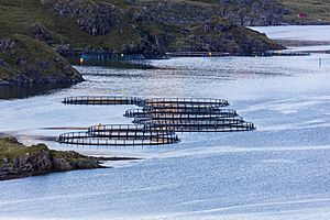 Archivo:Jaulas flotantes de salmones, Kamøyvær, Noruega, 2019-09-03, DD 66